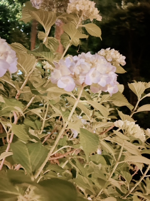 image7.jpeg