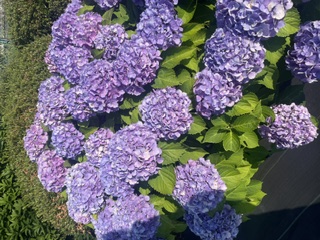 image0.jpeg