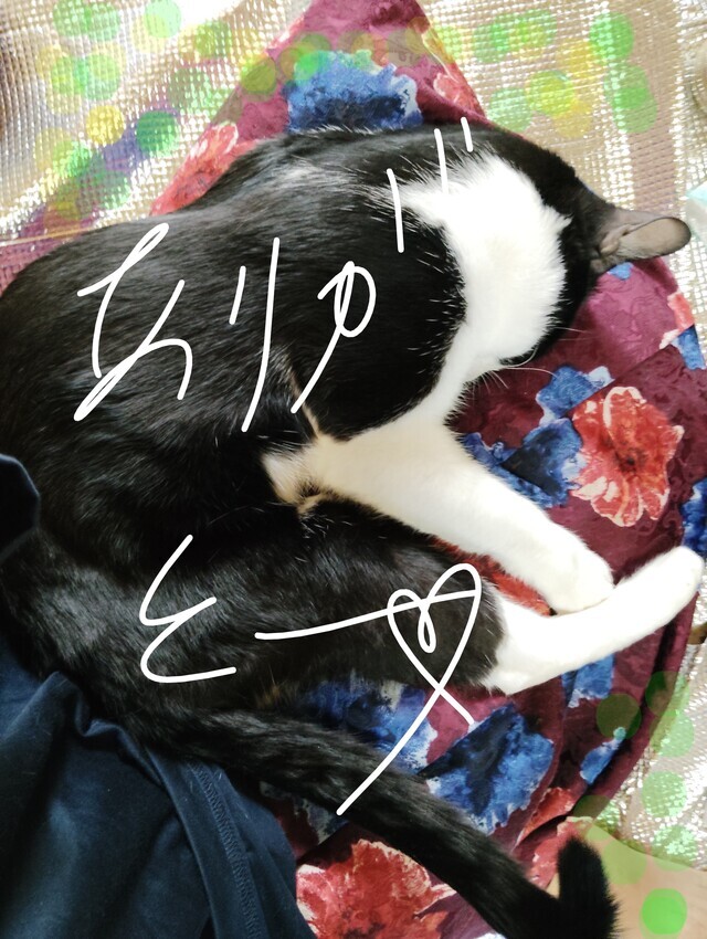 9ed411b99dbe38a1b12df8c130cd7454.jpg